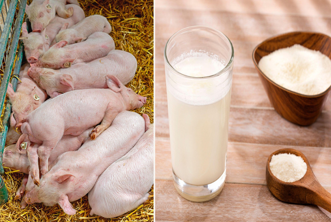 Bez prelevmana na prasad za tov