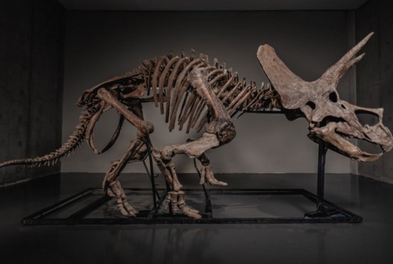 Skelet dinosaurusa ide na aukciju (FOTO)