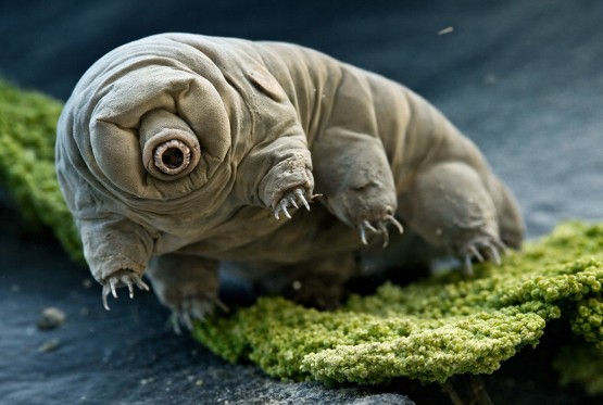 Ova životinja mogla bi biti posljednja na Zemlji nakon globalne katastrofe