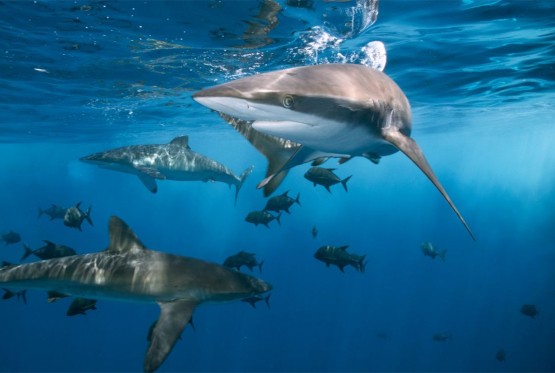 Studija: Ajkule imaju složene društvene veze i biraju partnere