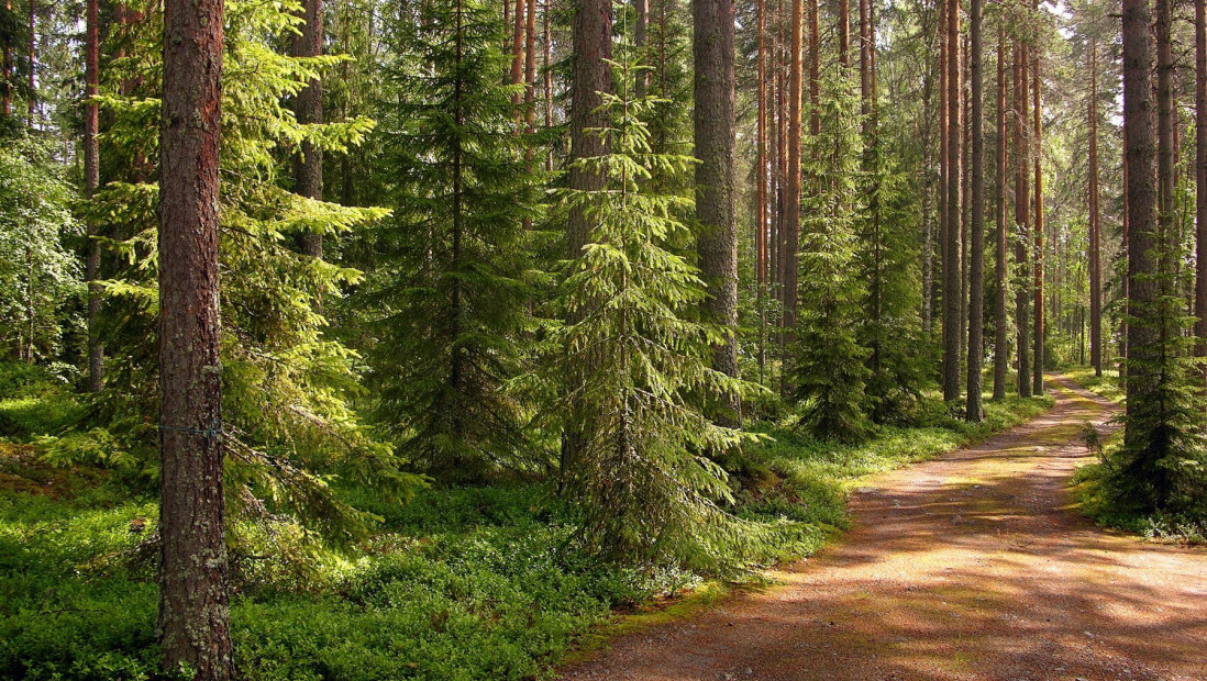 Šume jedan od najvažnijih prirodnih resursa Srbije