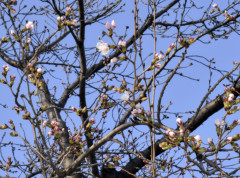 Zvanično proglašen početak cvetanja trešnje u Japanu