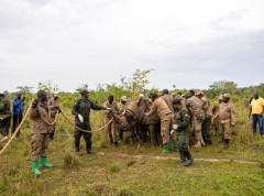 Vlasti Ugande ponovo dovele nosoroge u zaštićeno područje gde su bili istrebljeni