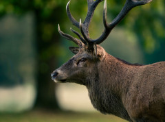 Jelen primećen na ulicama Osake, verovatno pobegao iz parka Nara