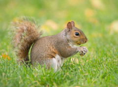 Veverica „pušila“ elektronsku cigaretu u parku