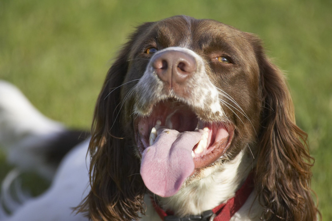 Tigrovi, paunovi i patke u avionima