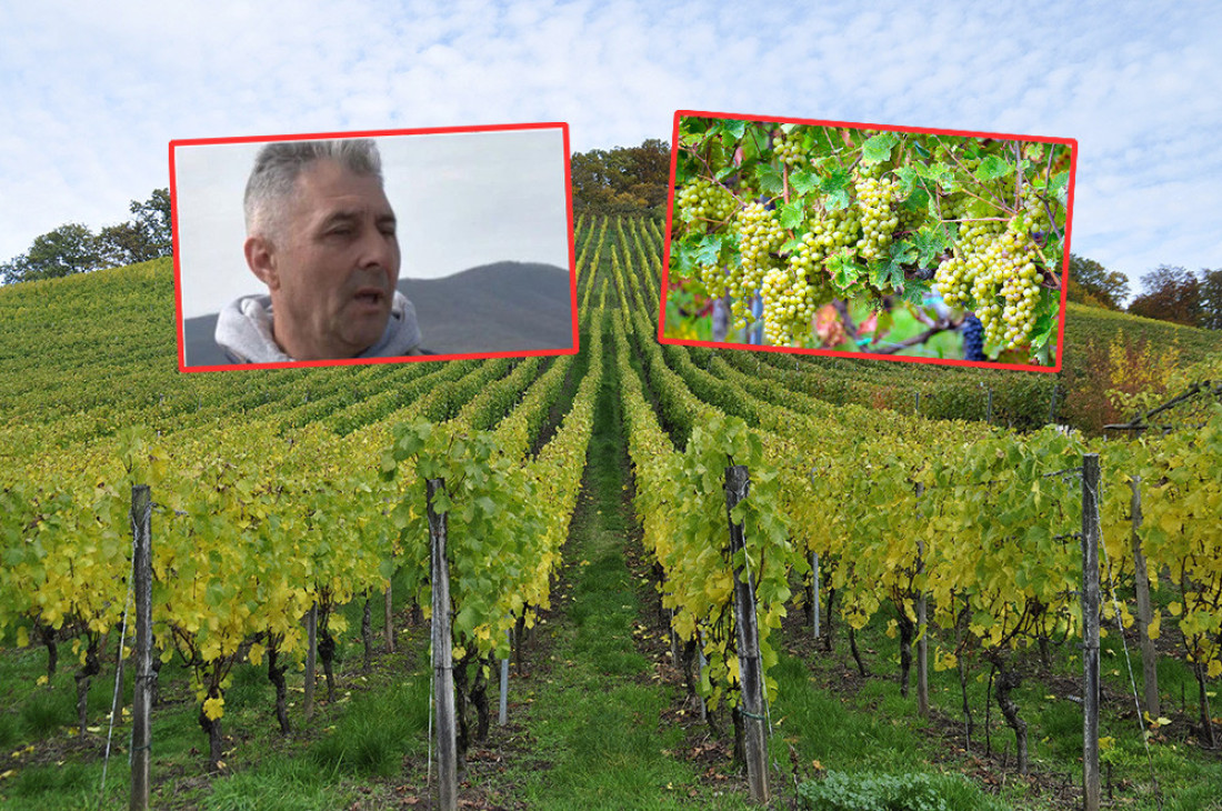 Vina nikad bolja! Banatski vinogradari trljaju ruke