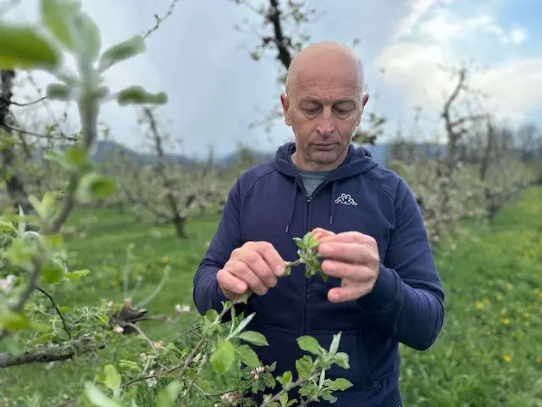 Voćari u čačanskim selima u strahu