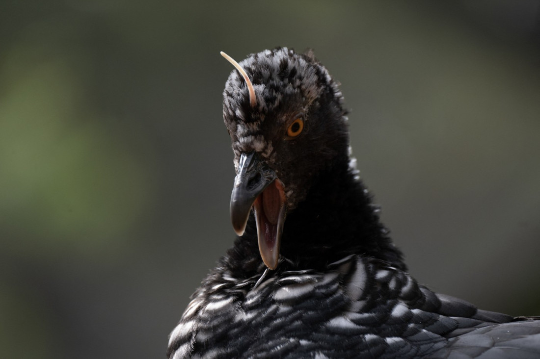 Zanimljivosti o neobičnoj ptici sa rogom na glavi
