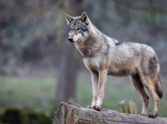 Vuk Neukgu ponovo viđen posle bekstva iz zoološkog vrta u Južnoj Koreji, pa opet nestao