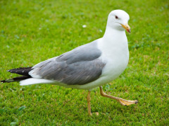 Održano šesto Evropsko prvenstvo u oponašanju krika galebova, više od 70 takmičara