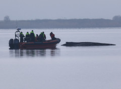Pokušaji spasavanja grbavog kita, nasukanog kod Vismara, se prekidaju