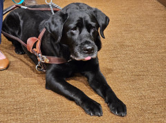 U Brazilu se uvodi zajedničko starateljstvo nad životinjama za razvedene parove