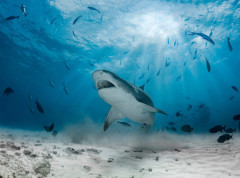 Ajkule na Bahamima pozitivne na kokain, kofein i lekove protiv bolova