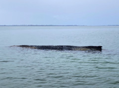 Kit dugačak 12 metara nasukao se na plaži u Francuskoj