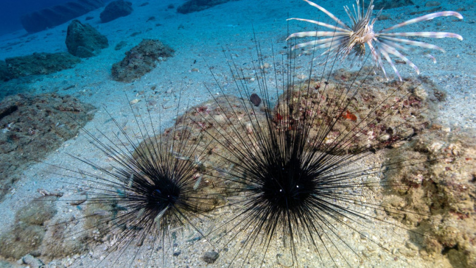 Čovek uhvaćen u krivolovu sa 2.500 morskih ježeva na Eviji