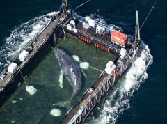 Kit Timi prebačen kroz Baltičko more u složenoj spasilačkoj operaciji