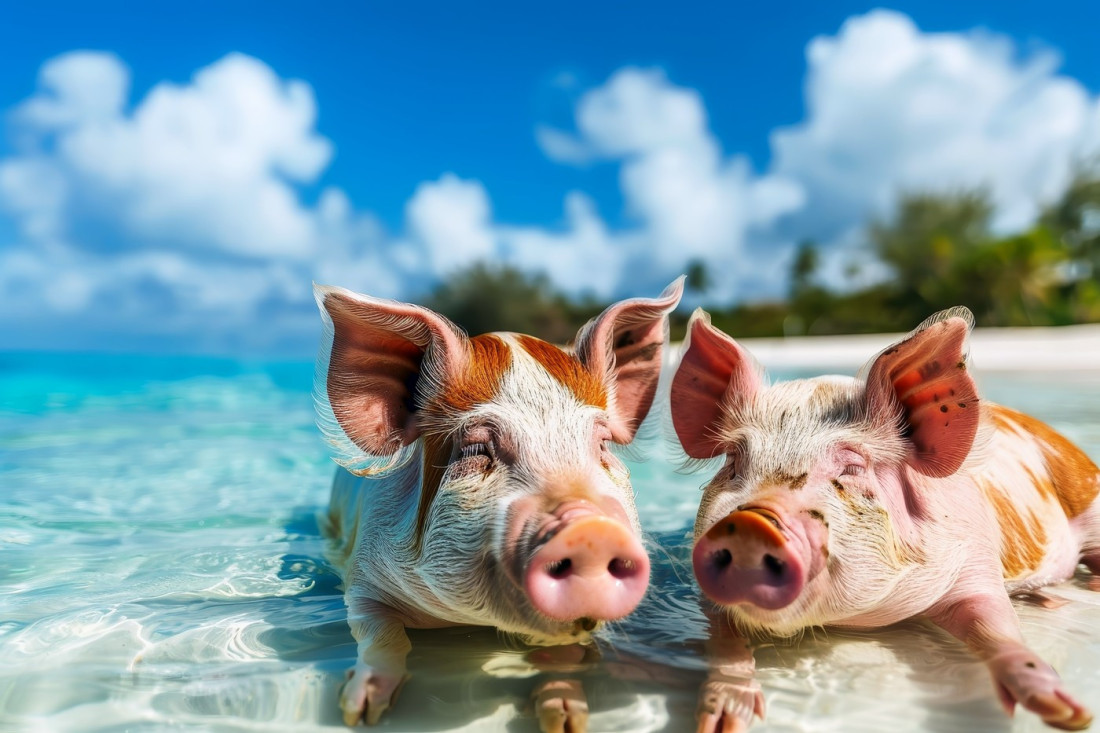 Neverovatne činjenice o svinjama