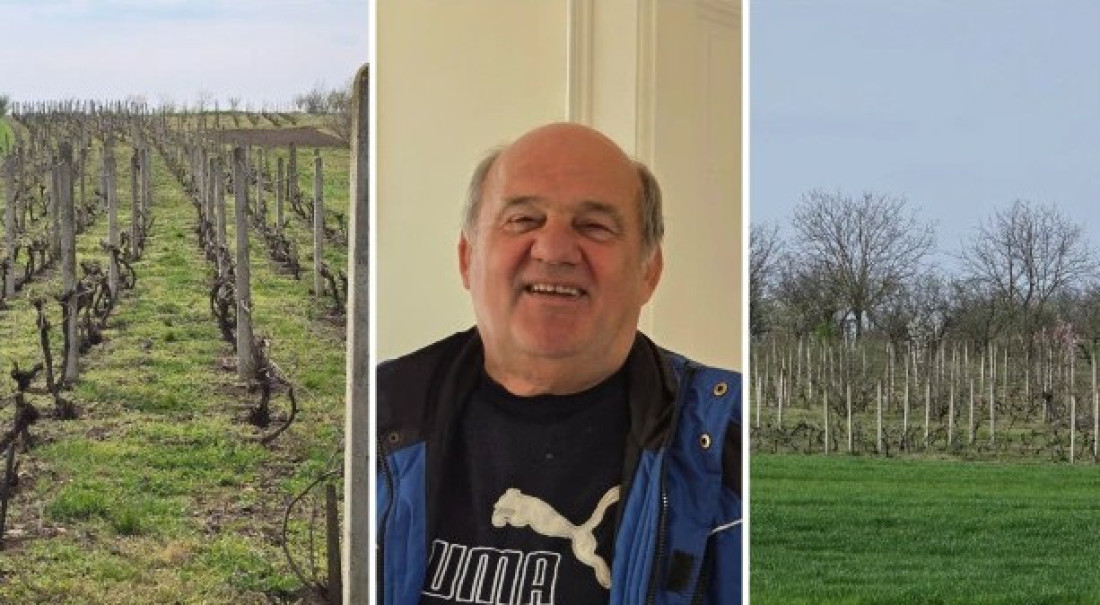 Sve bolji kvalitet vina sa 105 metara nadmorske visine