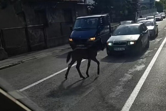 Ždrijebe zaustavilo saobraćaj u gradu u BiH (VIDEO)