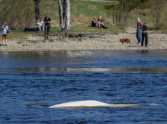 Norveške riblje farme značajno zagađuju fjordove hranljivim materijama