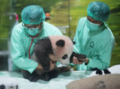 Zoo vrt Taman Safari predstavio prvo mladunče džinovske pande rođeno u Indoneziji