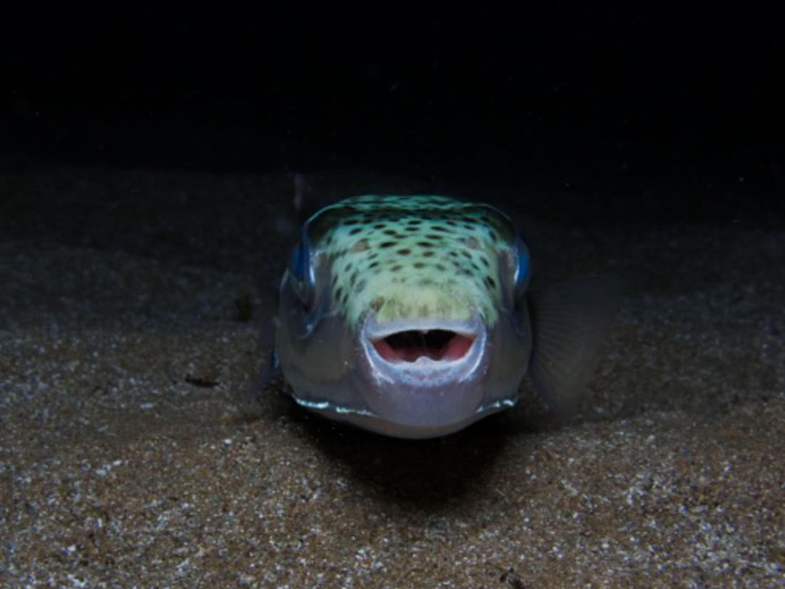 Fugu je jedna od najotrovnijih riba na svetu