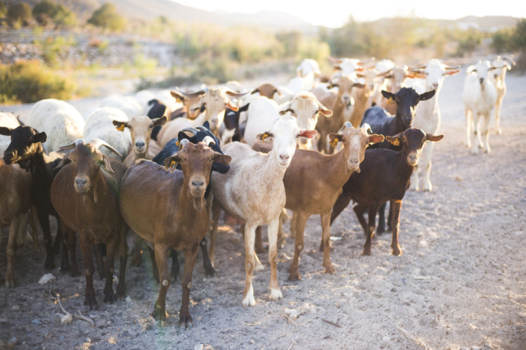 Alarm u Raški: Potvrđeno žarište opasne bolesti ovaca i koza!