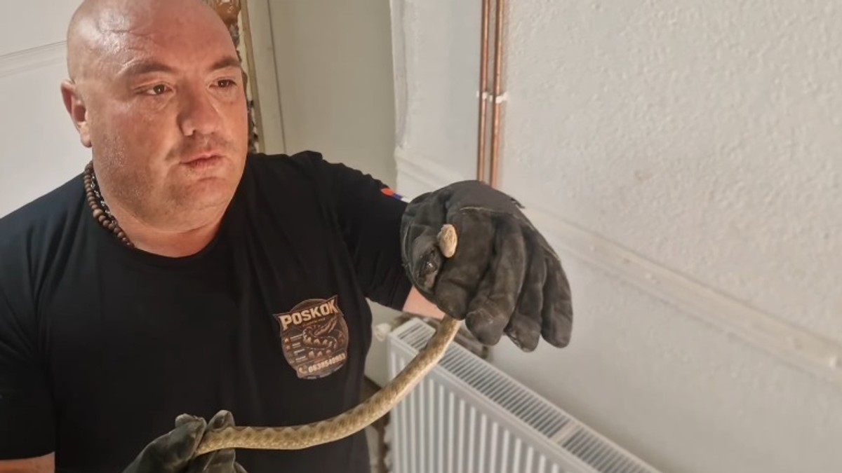 (Video) Vladica izvukao zmiju otrovnicu iz porodične kuće u Vranju