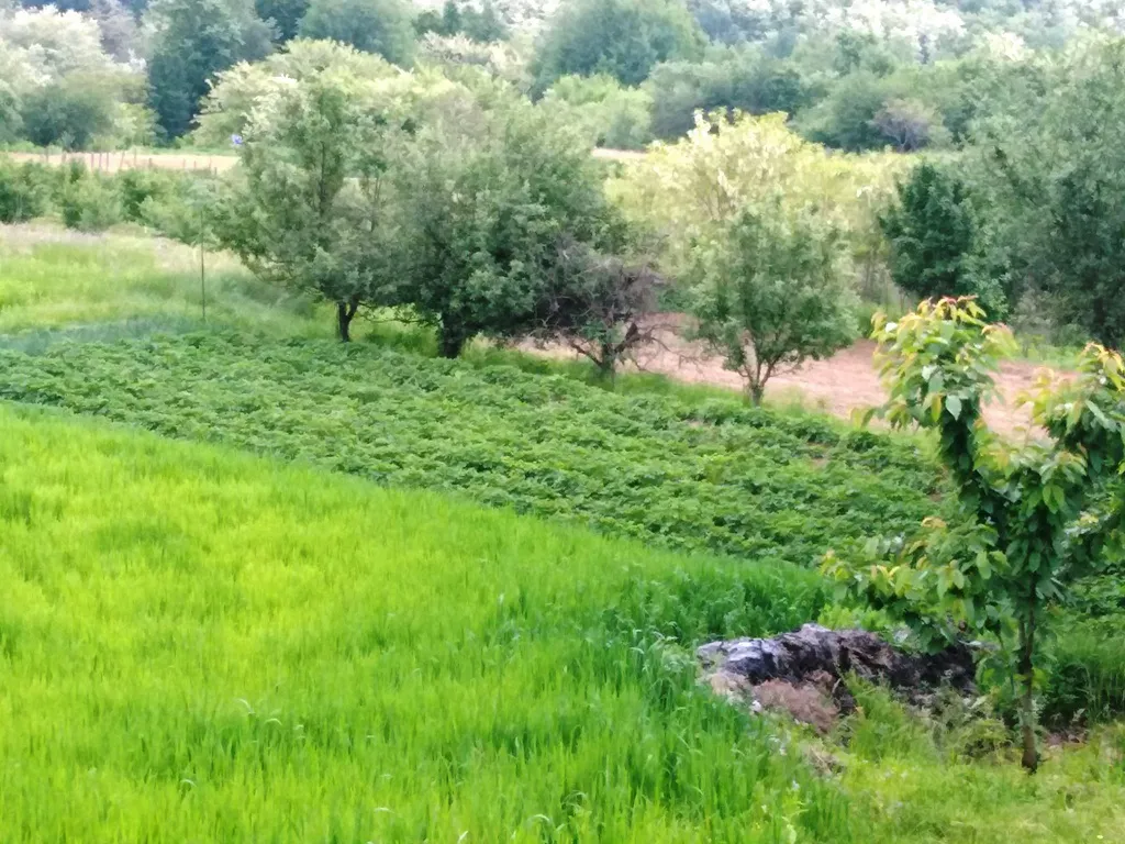 Poljoprivrednik iz sela kod Trstenika nakon 30 godina isekao šljivik od preko 1.000 stabala: Više ne može da pokrije troškove proizvodnje