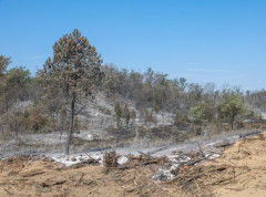 Resorno ministarstvo priprema širi plan obnove i sanacije Deliblatske peščare