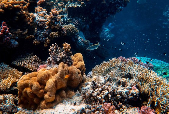 Plastika se stopila s koralima – naučnici otkrili novu vrstu zagađenja