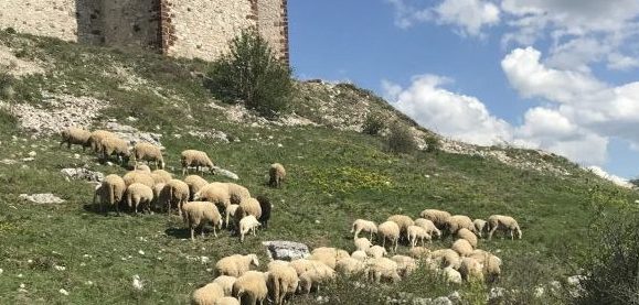 Severna Makedonije: Grom ubio 95 ovaca na planini kod Velesa – Region