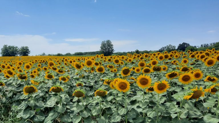 Subotički poljoprivrednici traže odgovore o isplati druge rate subvencija – Ekonomija